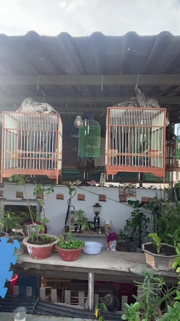 Chim chào mào rớt lông. Mua bán Chim tại Huyện Bình Chánh Tp Hồ Chí Minh được đăng bởi Bách hoá Bird hình 1