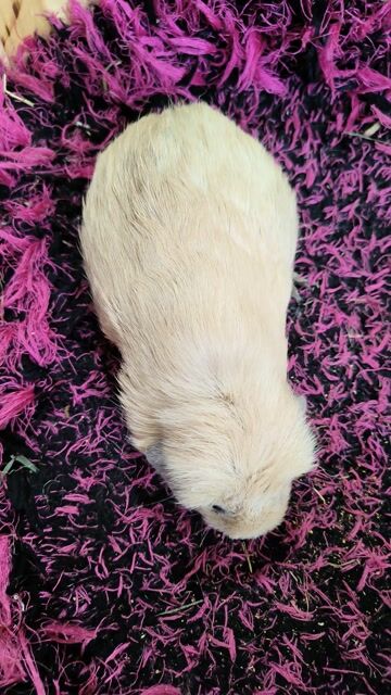 Chuột lang. Mua bán Thú cưng khác tại Quận 7 Tp Hồ Chí Minh được đăng bởi BỌ Ú SG Q7 hình 1