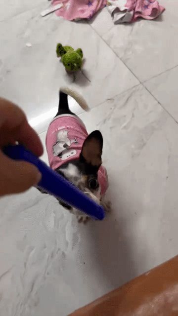 Chó Chihuahua Cái Bò sữa 4 tháng 1.6kg. Mua bán Chó tại Quận Tân Phú Tp Hồ Chí Minh được đăng bởi Kim lân hình 1