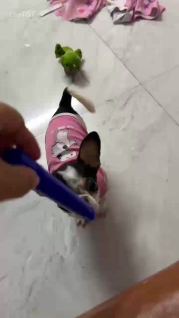 Chó Chihuahua Cái Bò sữa 4 tháng 1.6kg. Mua bán Chó tại Quận Tân Phú Tp Hồ Chí Minh được đăng bởi Kim lân hình 1