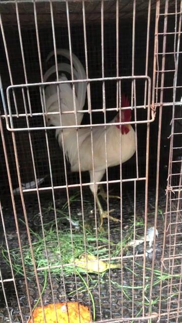 Gà chọi Đực Trắng 1.3kg. Mua bán Gà tại Thành phố Bà Rịa Bà Rịa - Vũng Tàu được đăng bởi Penalty hình 1