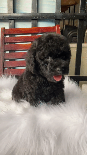 Bé trai tiny tai gấu. Mua bán Chó tại Quận 1 Tp Hồ Chí Minh được đăng bởi PET SHOP NẮNG hình 1