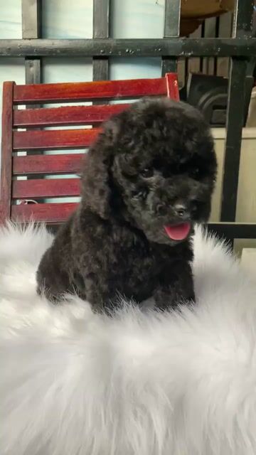 Bé trai tiny tai gấu. Mua bán Chó tại Quận 1 Tp Hồ Chí Minh được đăng bởi PET SHOP NẮNG hình 1