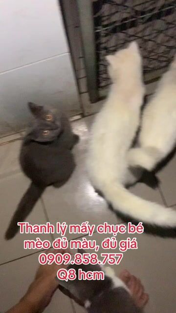 Mèo Anh ❤️ thuần chủng 💚 đủ màu 💛 đủ giá. Mua bán Mèo tại Quận 8 Tp Hồ Chí Minh được đăng bởi Cửa Hàng Thanh Lý Đồ Cũ Mới hình 1