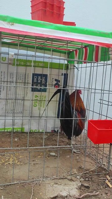 Gà tre 1.3kg 1.4 ký chơi tết. Mua bán Gà tại Huyện Chợ Gạo Tiền Giang được đăng bởi chí hình 1