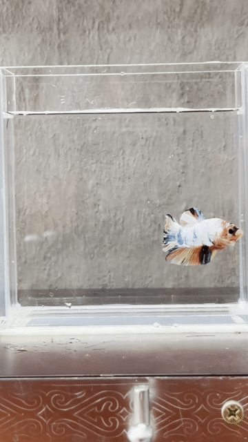 Cá Betta Đa sắc Khỏe mạnh. Mua bán Thú cưng khác tại Quận Tân Phú Tp Hồ Chí Minh được đăng bởi Khoa Nguyen hình 1