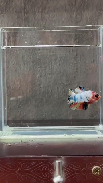 Cá Betta Đa sắc Khỏe mạnh. Mua bán Thú cưng khác tại Quận Tân Phú Tp Hồ Chí Minh được đăng bởi Khoa Nguyen hình 1