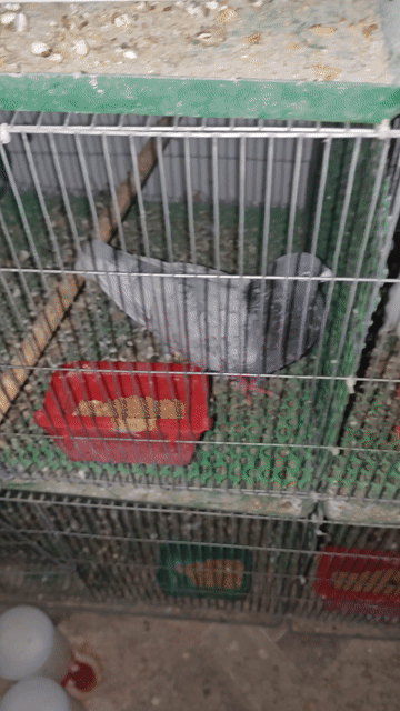 Bồ câu trống Trắng, xám nuôi kiểng. Mua bán Chim tại Huyện Bình Chánh Tp Hồ Chí Minh được đăng bởi gia dụng saigon  hình 1