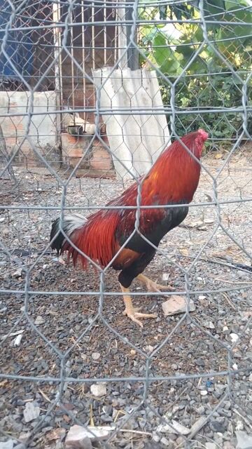 Gà 2kg5 2kg6 thay long đuôi. Mua bán Gà tại Huyện Cần Đước Long An được đăng bởi Phương Bình hình 1