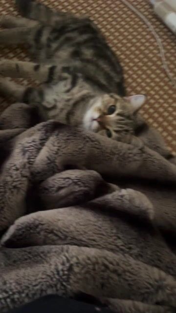 Mèo Anh lông ngắn cái 1 tuổi. Mua bán Mèo tại Quận Thanh Xuân Hà Nội được đăng bởi Huỳnh Anh hình 1