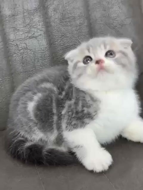 Mèo Anh lông ngắn Tai cụp. Mua bán Mèo tại Thành phố Cẩm Phả Quảng Ninh được đăng bởi tran huu hình 1
