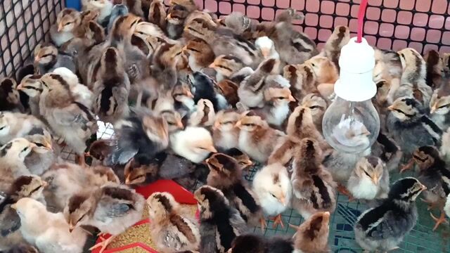 Gà con giống các loại. Mua bán Gà tại Thành phố Thuận An Bình Dương được đăng bởi An Tuệ Hà  hình 1