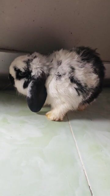Thỏ Holland Lop Đực Đen trắng. Mua bán Thú cưng khác tại Quận Bình Tân Tp Hồ Chí Minh được đăng bởi Thục Nguyên hình 1