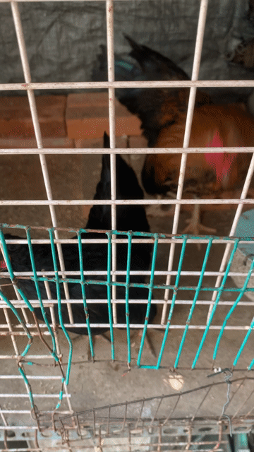 Gà tre giống nhỏ trống đen, nâu vàng. Mua bán Gà tại Quận 8 Tp Hồ Chí Minh được đăng bởi Minh Hiếu hình 1