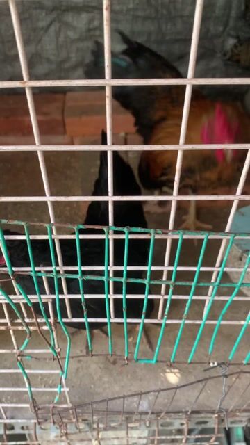 Gà tre giống nhỏ trống đen, nâu vàng. Mua bán Gà tại Quận 8 Tp Hồ Chí Minh được đăng bởi Minh Hiếu hình 1