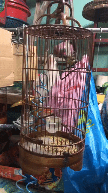 5m mái. Mua bán Chim tại Thành phố Thủ Dầu Một Bình Dương được đăng bởi Nguyễn Trung  hình 1