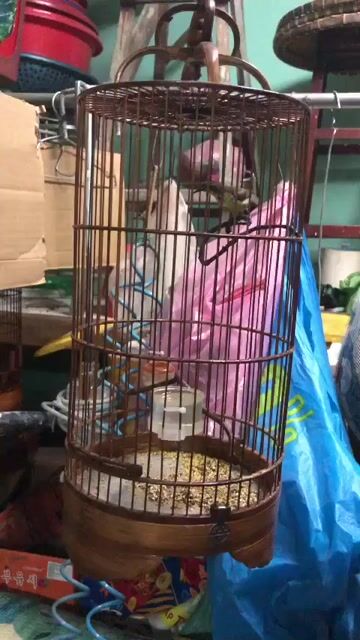 5m mái. Mua bán Chim tại Thành phố Thủ Dầu Một Bình Dương được đăng bởi Nguyễn Trung  hình 1