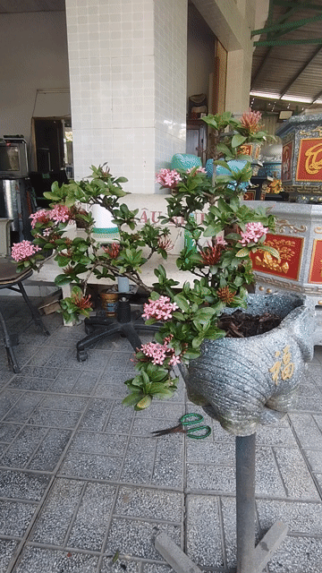 Hoa mẫu đơn hồng phấn đã thuần chậu. Mua bán Cây cảnh, đồ trang trí tại Huyện Cao Lãnh Đồng Tháp được đăng bởi Tân hình 1