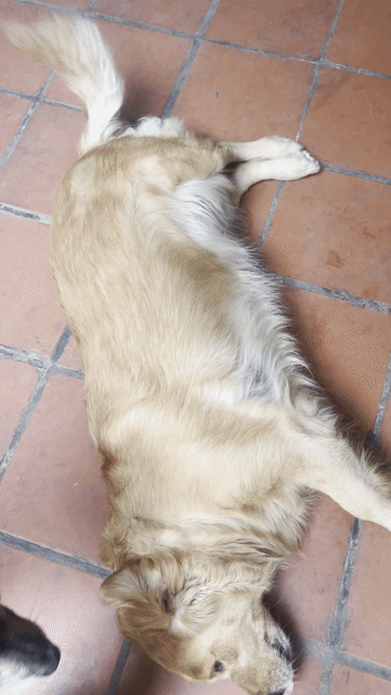 Chó Golden Retriever cái 1 năm. Mua bán Chó tại Quận Long Biên Hà Nội được đăng bởi Tên chưa cung cấp hình 1