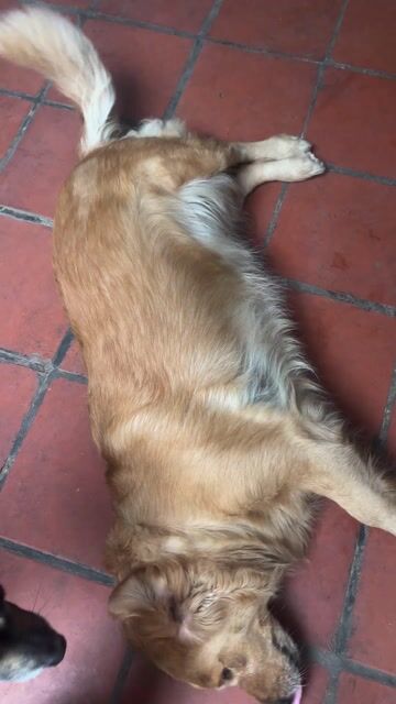 Chó Golden Retriever cái 1 năm. Mua bán Chó tại Quận Long Biên Hà Nội được đăng bởi Tên chưa cung cấp hình 1