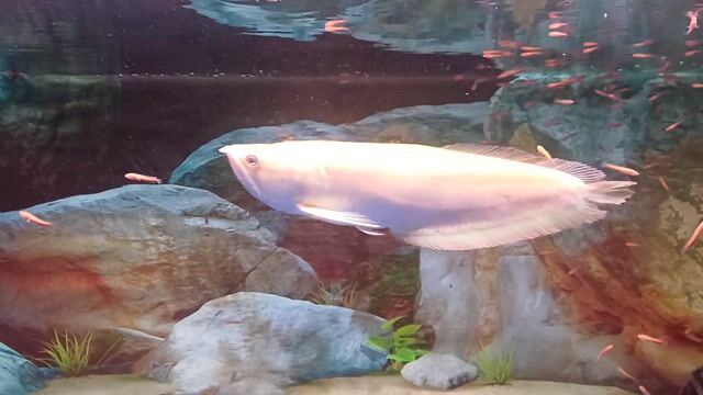 Ngân long abino. Mua bán Thú cưng khác tại Quận Tân Bình Tp Hồ Chí Minh được đăng bởi Nguyen kha hình 1