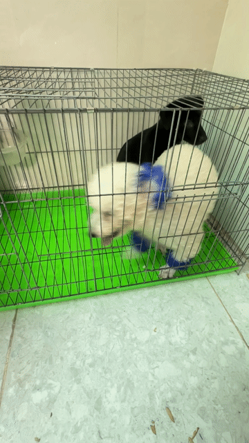 Chó Poodle cái 4 tháng rưỡi. Mua bán Chó tại Thành phố Thủ Dầu Một Bình Dương được đăng bởi thienkieu singer hình 1
