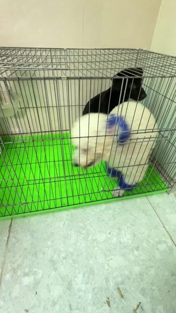 Chó Poodle cái 4 tháng rưỡi. Mua bán Chó tại Thành phố Thủ Dầu Một Bình Dương được đăng bởi thienkieu singer hình 1
