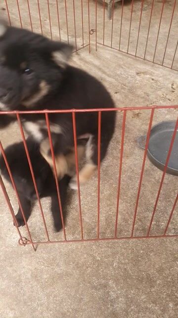 CÒN 1 CHÚ 4 CHÂN VÀNG 6kg Rồi. Mua bán Chó tại Huyện Phú Xuyên Hà Nội được đăng bởi Nghé ngọ hình 1