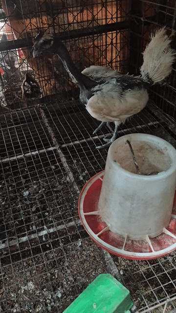 Gà cổ trọc mái Trắng  bị mổ . Mua bán Gà tại Thành phố Thủ Đức Tp Hồ Chí Minh được đăng bởi Gà Cảnh Bình Dương hình 1