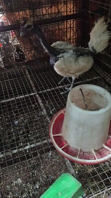 Gà cổ trọc mái Trắng  bị mổ . Mua bán Gà tại Thành phố Thủ Đức Tp Hồ Chí Minh được đăng bởi Gà Cảnh Bình Dương hình 1