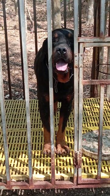 Chó Rottweiler đực 3 tuổi. Mua bán Chó tại Huyện Trảng Bom Đồng Nai được đăng bởi Trần Văn lưu hình 1