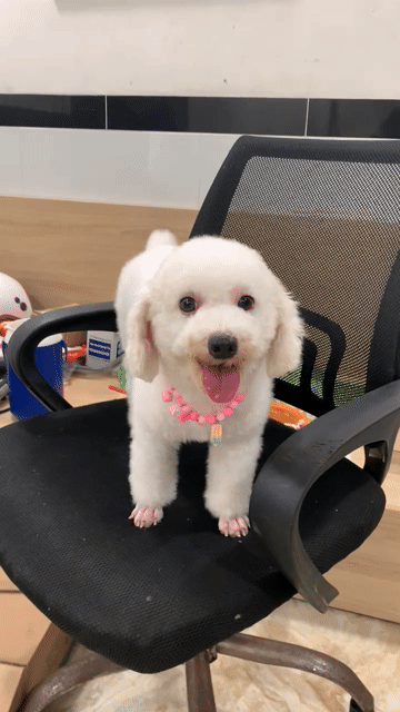 Poodle cái nâu. Mua bán Chó tại Quận Bình Tân Tp Hồ Chí Minh được đăng bởi SHOP PET NẮNG BÌNH DƯƠNG  hình 1
