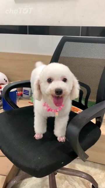Poodle cái nâu. Mua bán Chó tại Quận Bình Tân Tp Hồ Chí Minh được đăng bởi SHOP PET NẮNG BÌNH DƯƠNG  hình 1