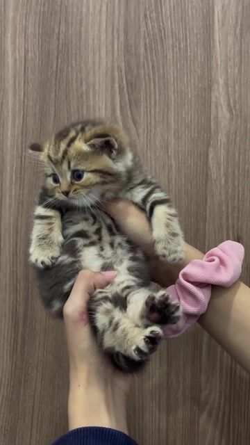 Mèo Anh lông ngắn sọc dưa. Mua bán Mèo tại Quận 12 Tp Hồ Chí Minh được đăng bởi Chấn Kiệt hình 1