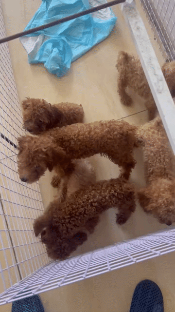 Chó Poodle đực cái đã tiêm 1 mũi. Mua bán Chó tại Quận 7 Tp Hồ Chí Minh được đăng bởi Phương hình 1