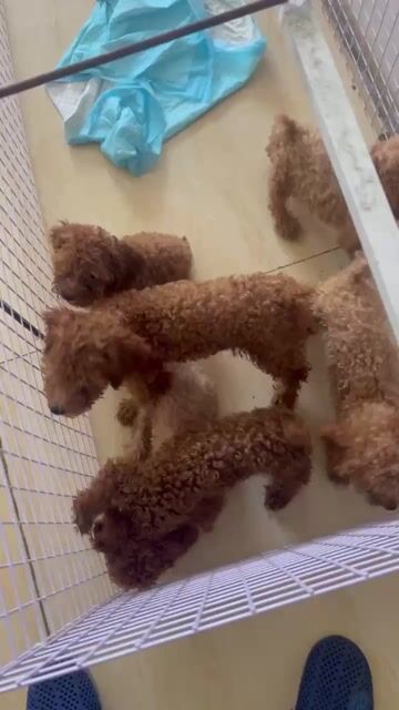 Chó Poodle đực cái đã tiêm 1 mũi. Mua bán Chó tại Quận 7 Tp Hồ Chí Minh được đăng bởi Phương hình 1
