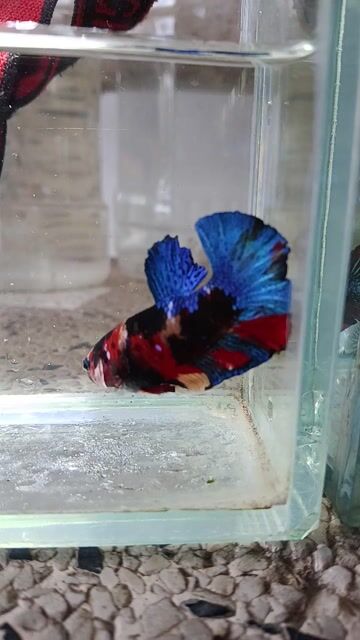 Cá betta 2.. Mua bán Thú cưng khác tại Huyện Trà Ôn Vĩnh Long được đăng bởi Hồng Thúy hình 1