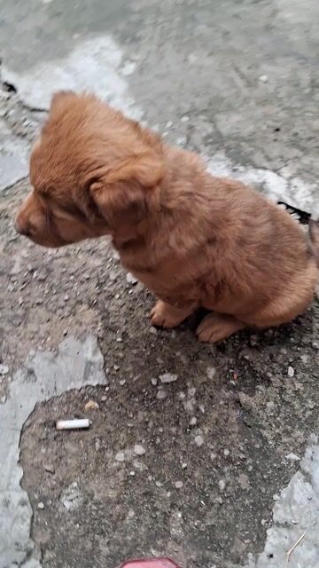 Nhật cái 2.5 tháng. Mua bán Chó tại Thành phố Thủ Đức Tp Hồ Chí Minh được đăng bởi chuyên cung cấp gà đông tảo thuần chủng  hình 1