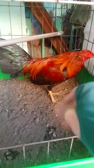 tl gà. Mua bán Gà tại Quận 3 Tp Hồ Chí Minh được đăng bởi Phạm Cúc hình 1