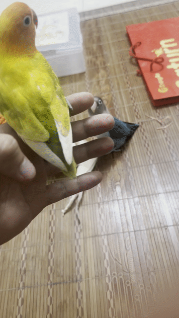 Vẹt lovebird Xanh, Xám, Xanh lá sinh sản. Mua bán Chim tại Huyện Tiên Du Bắc Ninh được đăng bởi Nguyễn Văn Việt hình 1