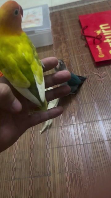 Vẹt lovebird Xanh, Xám, Xanh lá sinh sản. Mua bán Chim tại Huyện Tiên Du Bắc Ninh được đăng bởi Nguyễn Văn Việt hình 1
