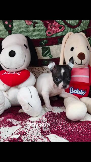 Chó Chihuahua đực bò sữa lông ngắn. Mua bán Chó tại Quận 8 Tp Hồ Chí Minh được đăng bởi Chihuahua nhà ZoZo hình 1