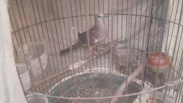 BÁN CHIM MALAY LẺ. Mua bán Chim tại Thành phố Dĩ An Bình Dương được đăng bởi Thích chăn nuôi hình 1