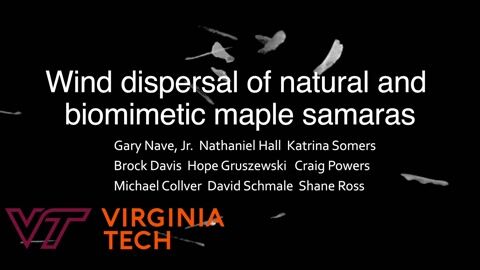 Wind Dispersal of Natural and Biomimetic Maple Samaras
