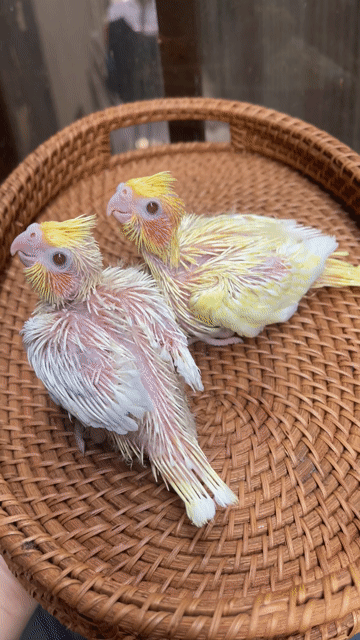 Vẹt Cockatiel non Vàng Trắng dễ nuôi. Mua bán Chim tại Quận Sơn Trà Đà Nẵng được đăng bởi Vu Nguyen hình 1