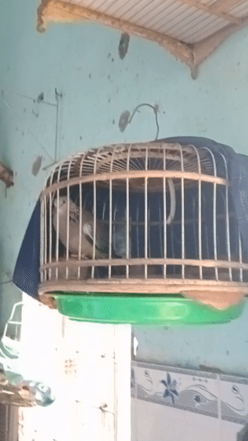 Chim Cu Malai 8 tháng Nâu đốm. Mua bán Chim tại Quận 12 Tp Hồ Chí Minh được đăng bởi ngọc sơn hình 1