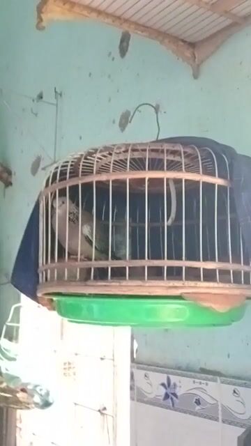 Chim Cu Malai 8 tháng Nâu đốm. Mua bán Chim tại Quận 12 Tp Hồ Chí Minh được đăng bởi ngọc sơn hình 1