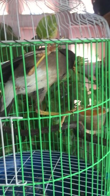 sao nau. Mua bán Chim tại Thành phố Thủ Dầu Một Bình Dương được đăng bởi Nguyễn Trung  hình 1