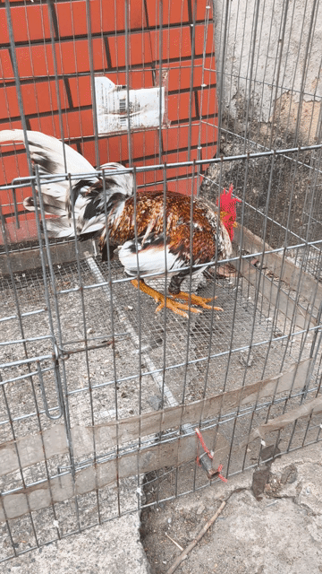 Gà cuban cú Đực 1.5kg. Mua bán Gà tại Huyện Nhơn Trạch Đồng Nai được đăng bởi Lê long hình 1