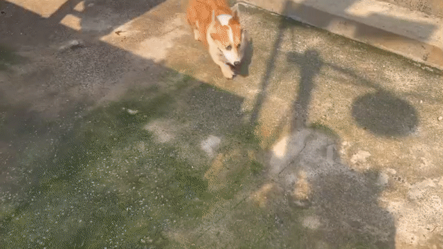Chó Corgi Cái Nâu trắng Thuần chủng Trưởng thành. Mua bán Chó tại Quận Gò Vấp Tp Hồ Chí Minh được đăng bởi PHẠM DƯƠNG hình 1
